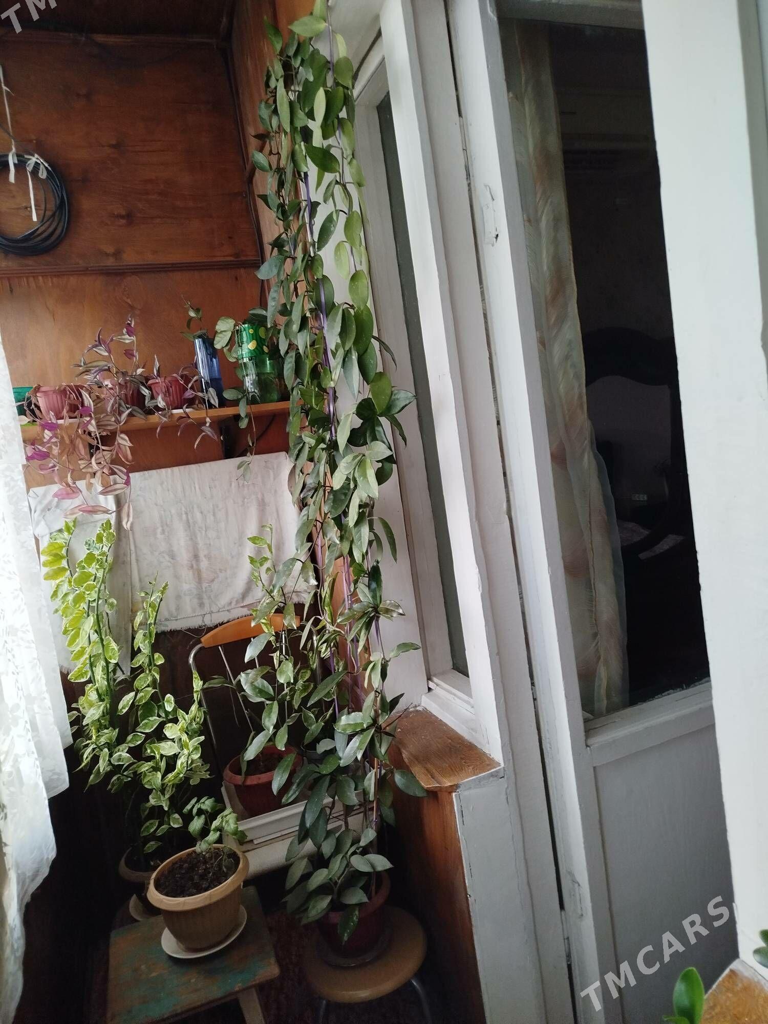 домашние цветы. - Ашхабад - img 1