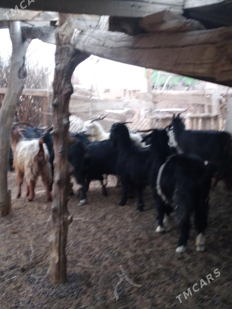 geccci - Ak bugdaý etraby - img 7