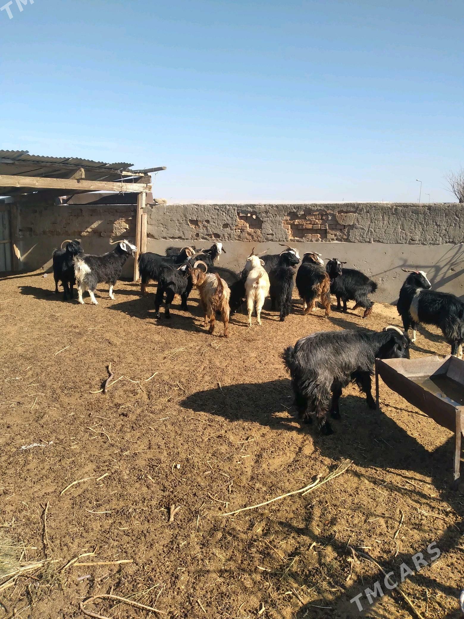 geccci - Ak bugdaý etraby - img 4