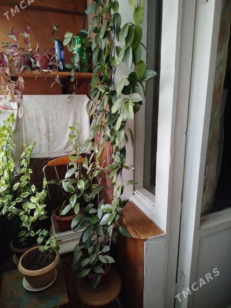 домашние цветы. - Ашхабад - img 2