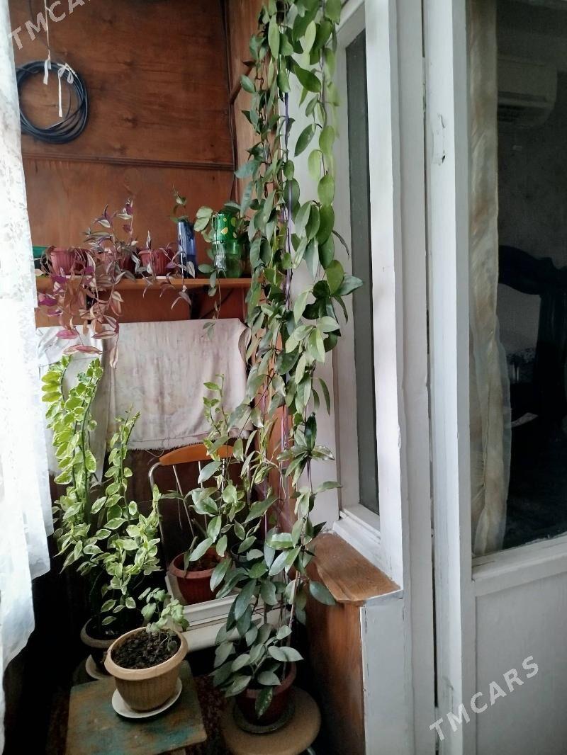 домашние цветы. - Ашхабад - img 3
