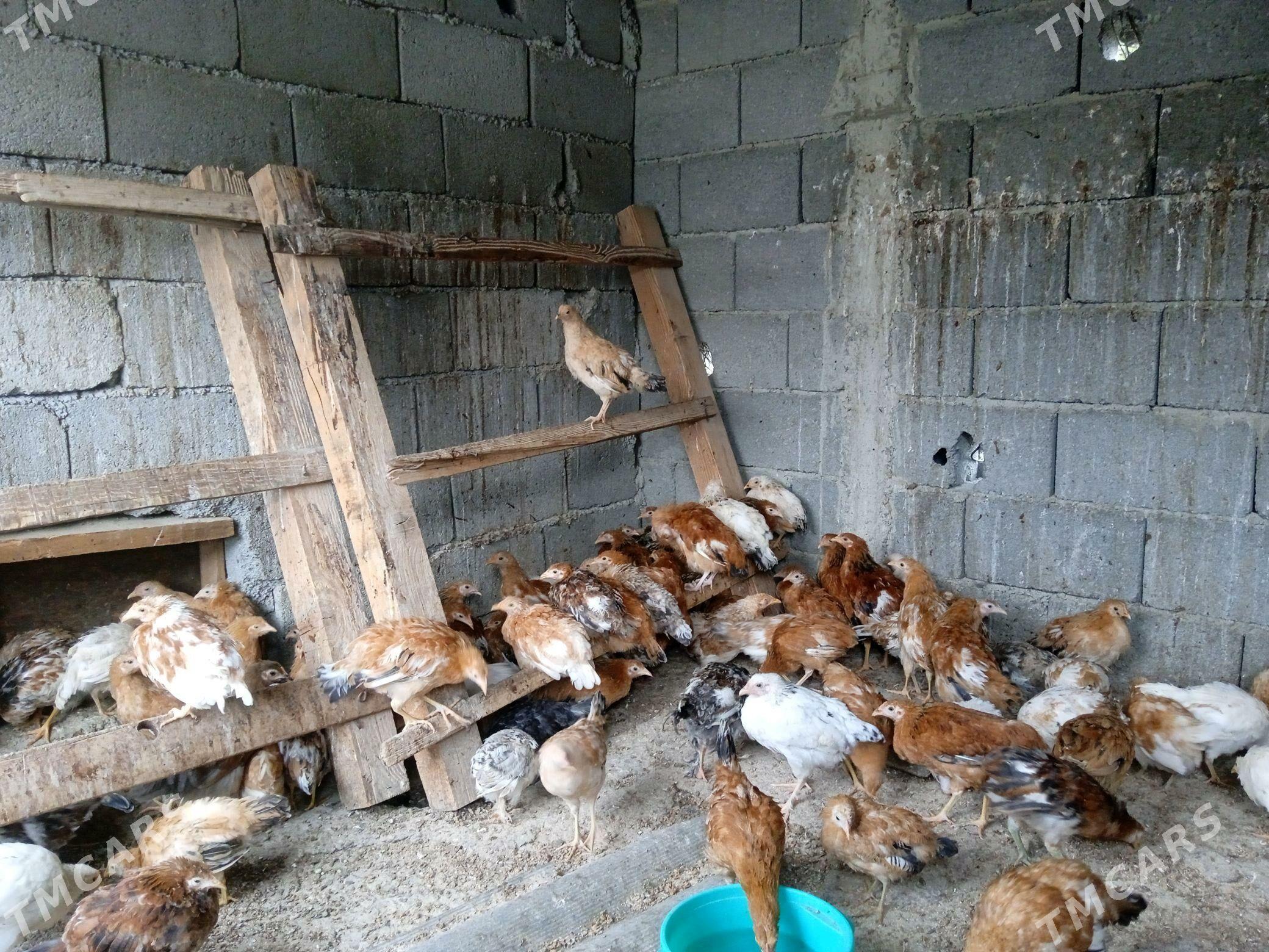 Jüje - Гёкдепе - img 2