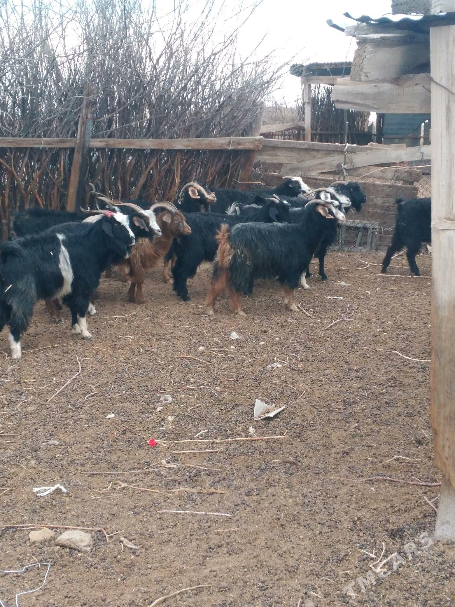 geccci - Ak bugdaý etraby - img 2