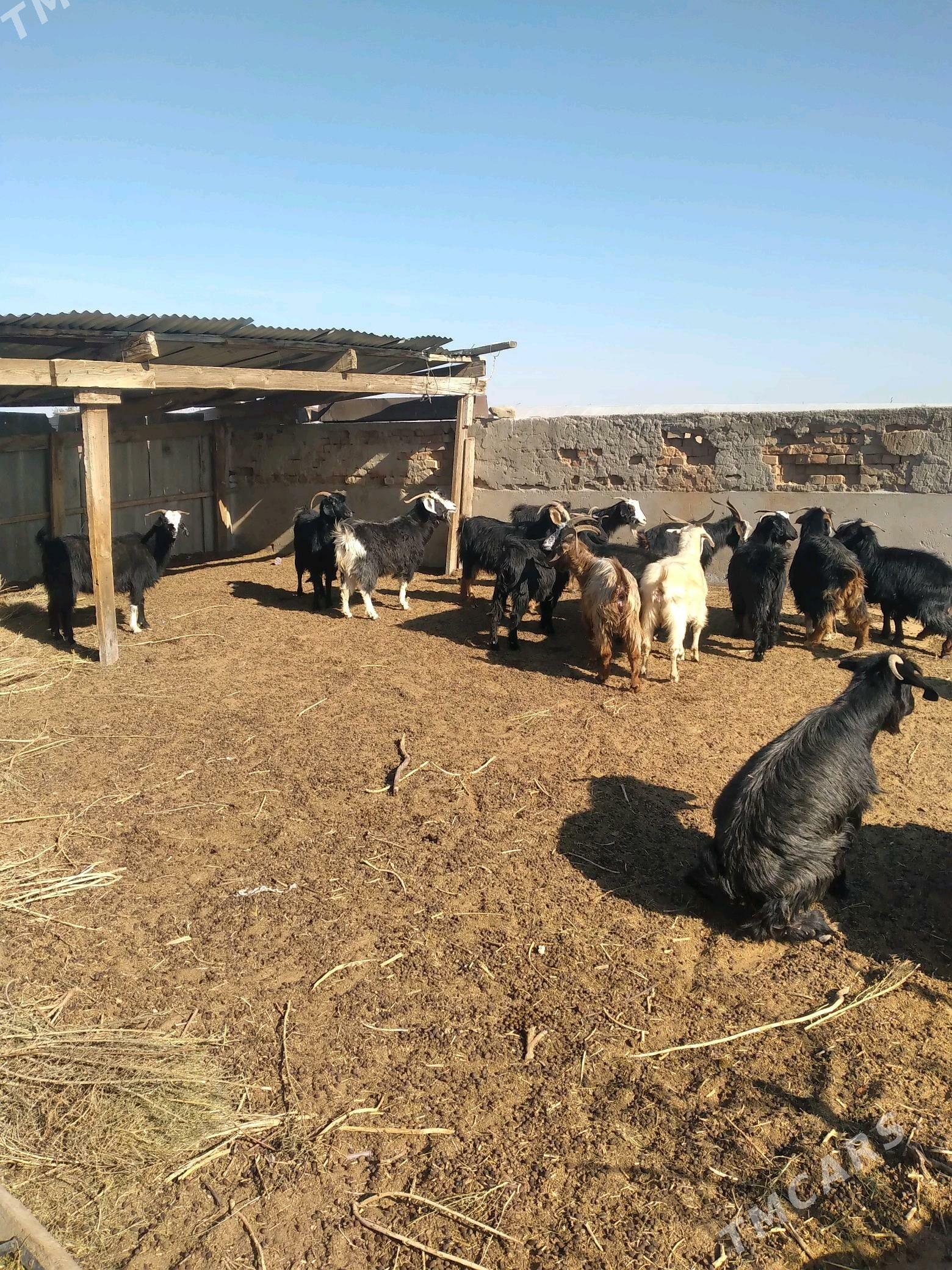 geccci - Ak bugdaý etraby - img 6