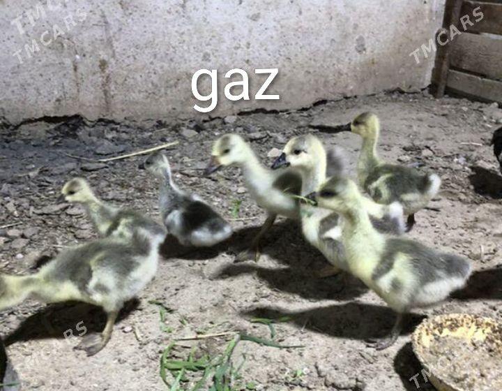 Juyje her hili... - Туркменабат - img 2