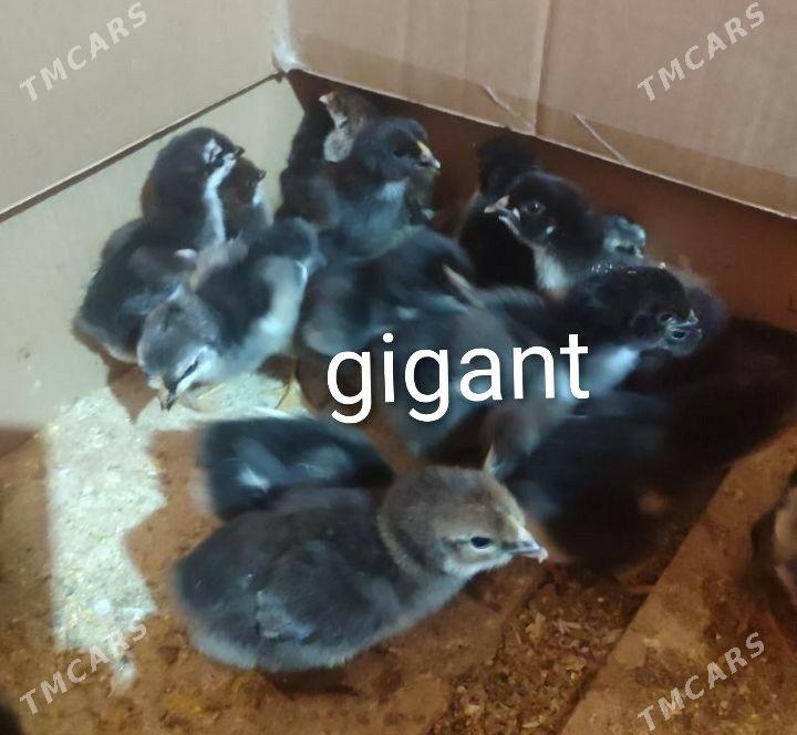 Juyje her hili... - Туркменабат - img 3