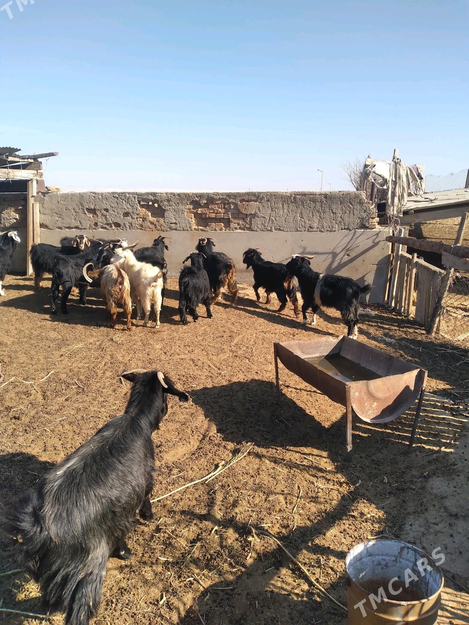 geccci - Ak bugdaý etraby - img 5