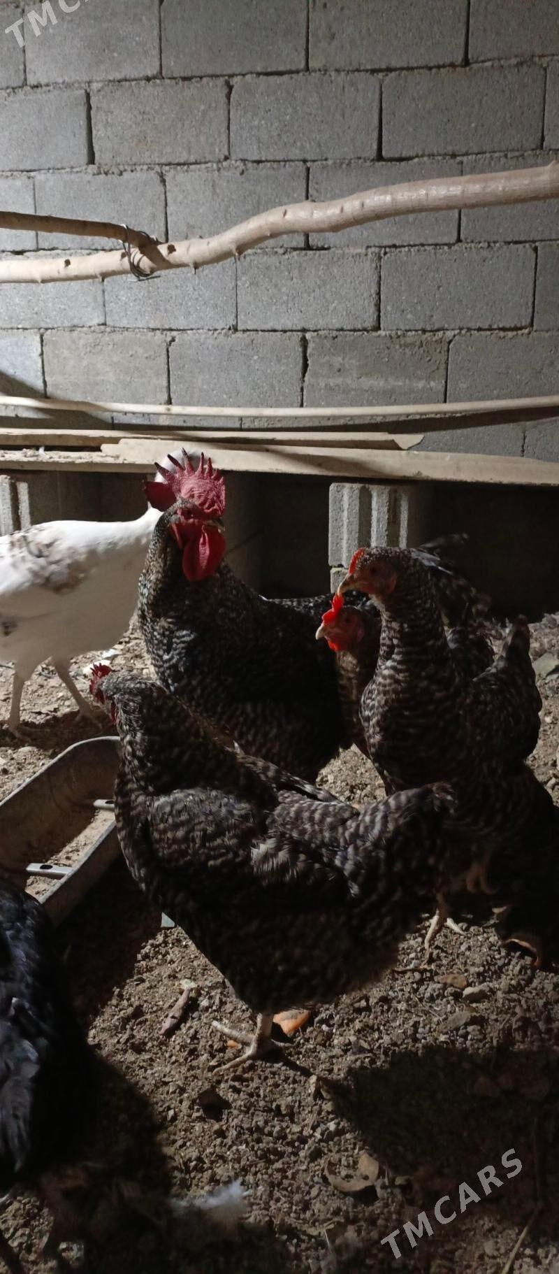 daminant towuk - Бузмеин - img 2