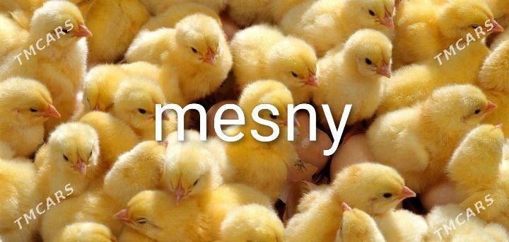 Juyje her hili... - Туркменабат - img 5