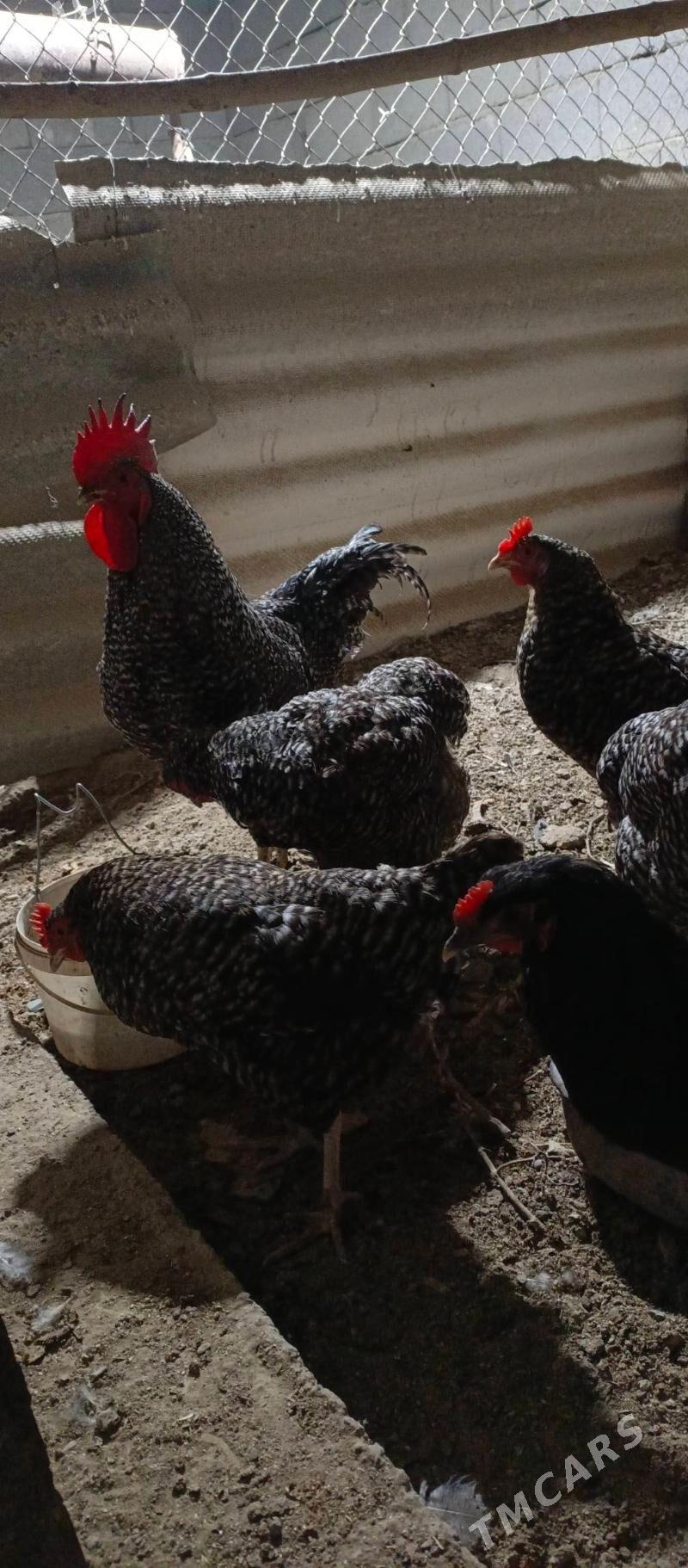 daminant towuk - Бузмеин - img 1