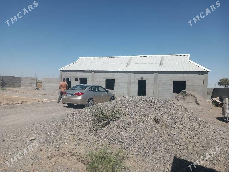 Satlyk jay - Büzmeýin - img 2