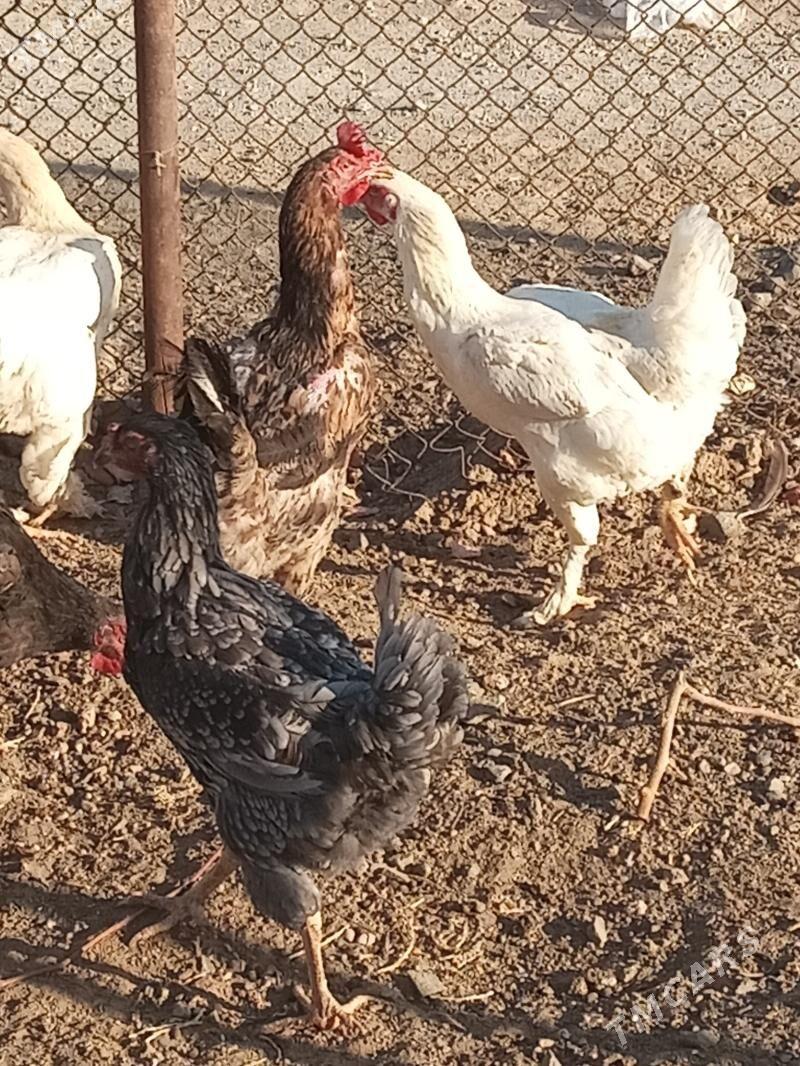 Армян товуклар - Türkmenbaşy - img 5