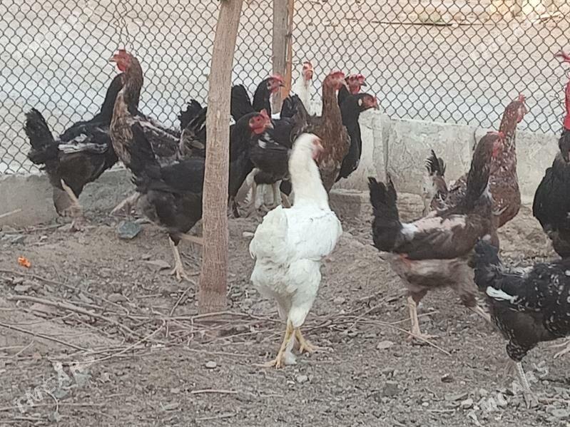 Армян товуклар - Türkmenbaşy - img 8