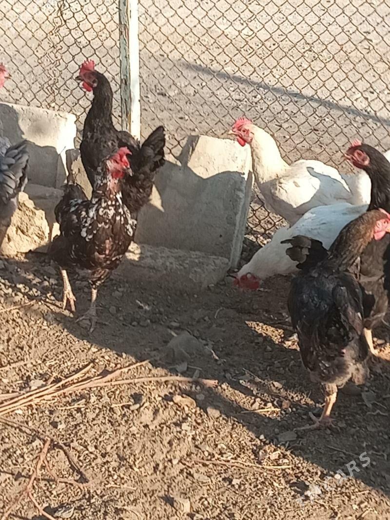 Армян товуклар - Türkmenbaşy - img 3