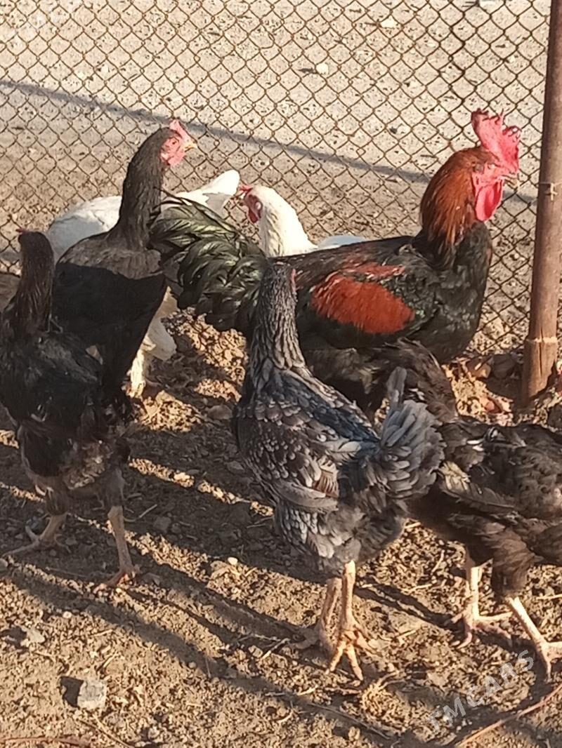 Армян товуклар - Türkmenbaşy - img 4