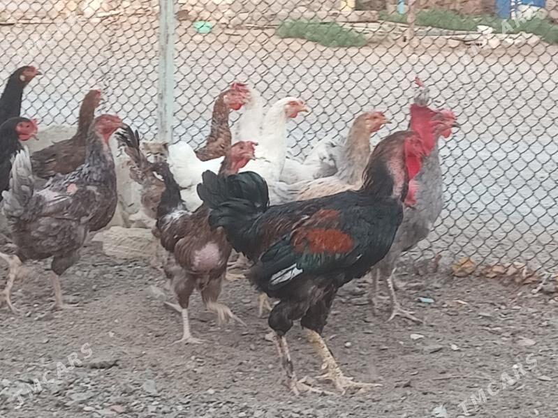 Армян товуклар - Türkmenbaşy - img 7