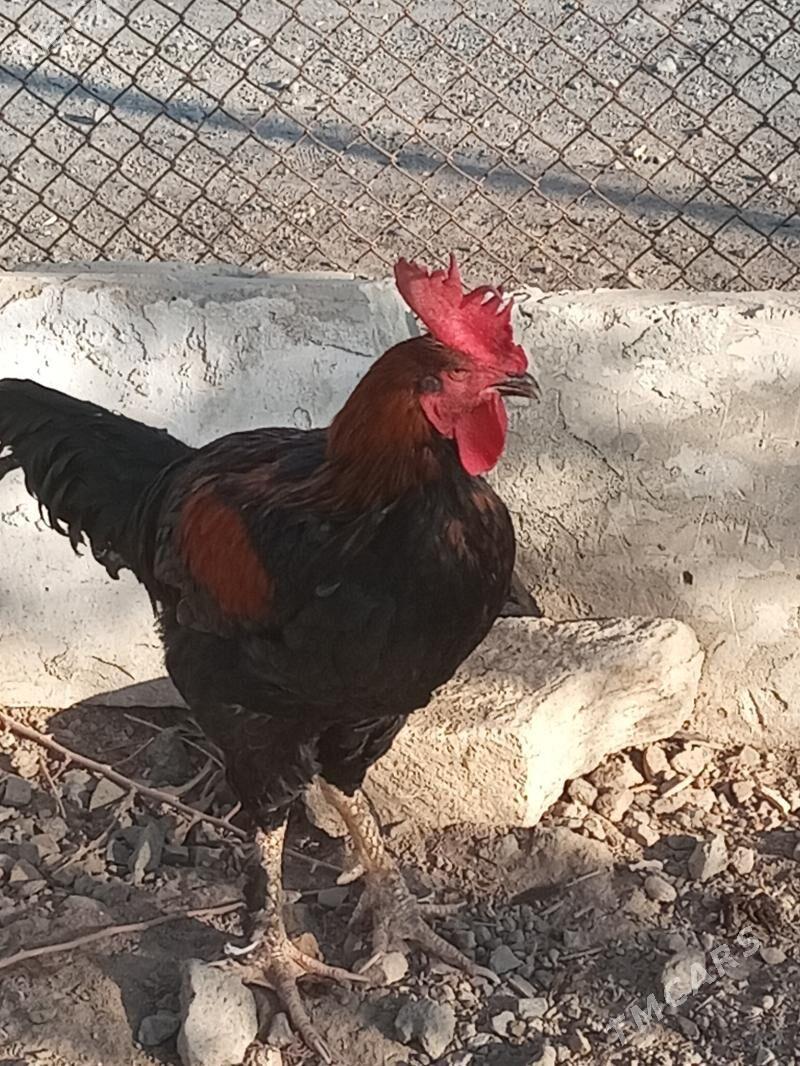 Армян товуклар - Türkmenbaşy - img 2