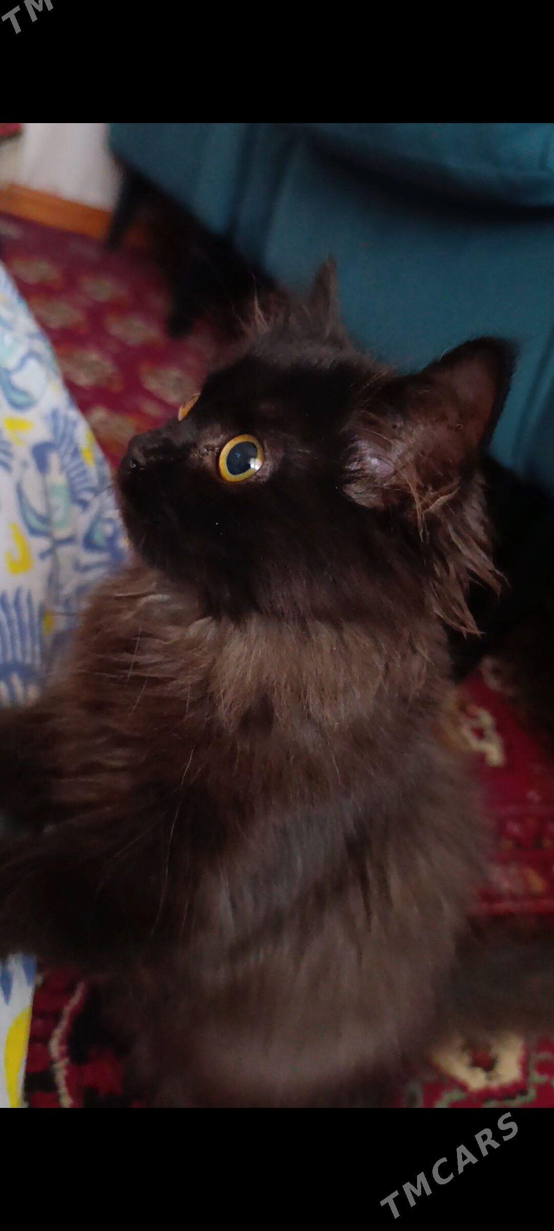 кошка кошечка котяра - Türkmenabat - img 7