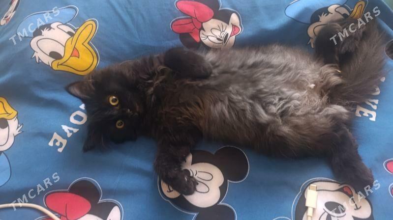 кошка кошечка котяра - Türkmenabat - img 1