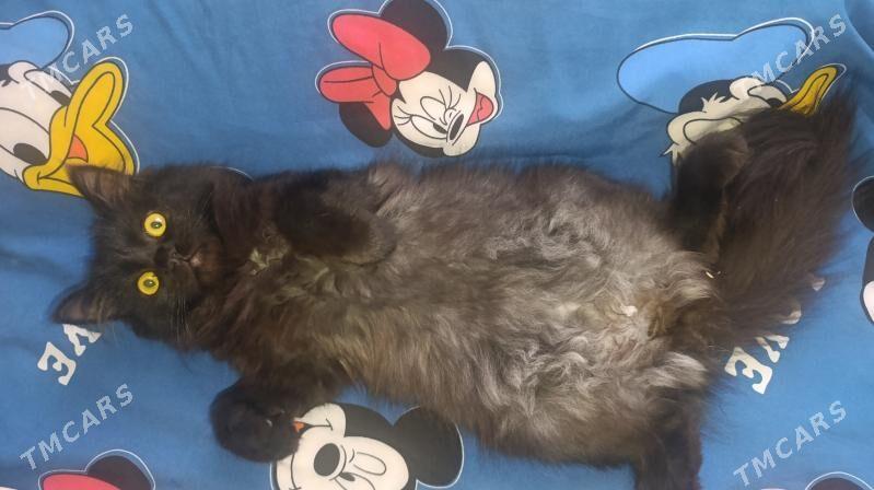 кошка кошечка котяра - Türkmenabat - img 4