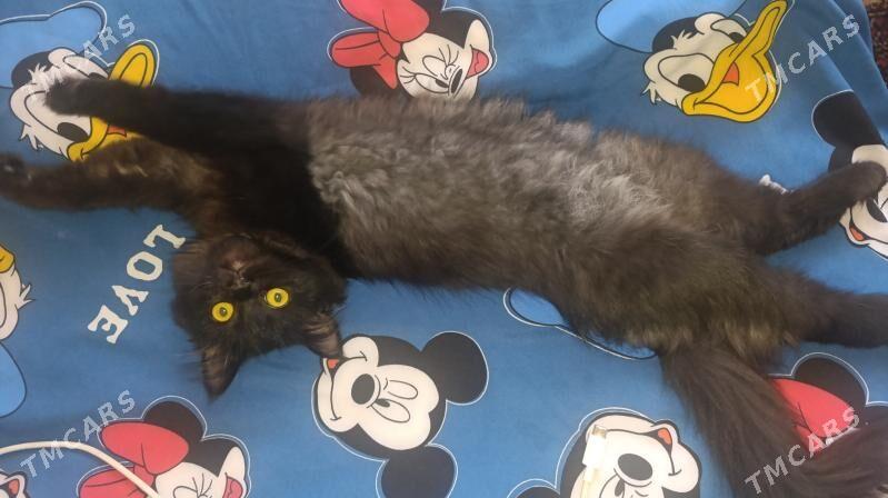 кошка кошечка котяра - Türkmenabat - img 2