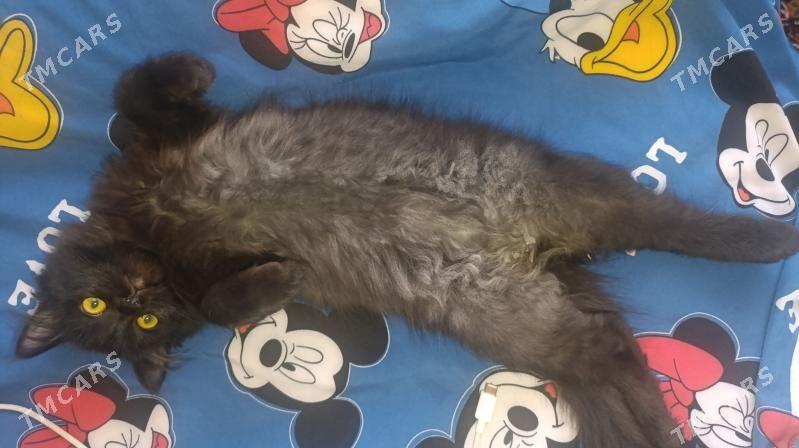 кошка кошечка котяра - Türkmenabat - img 3