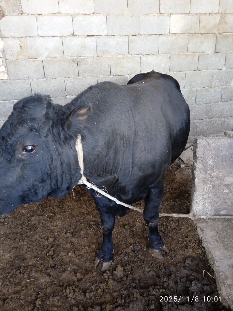 okuz bakylan - Херрикгала - img 3