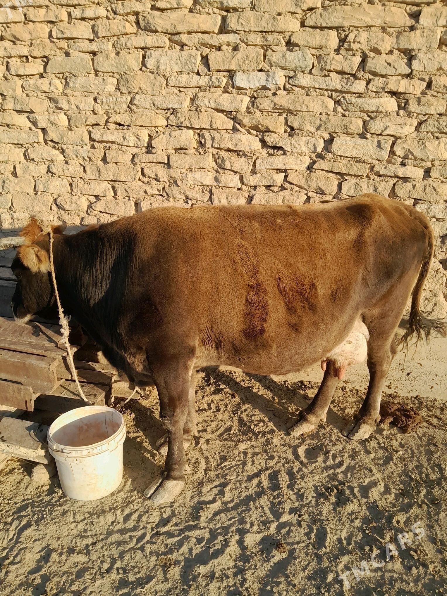 Goleli sygyr - Gyzylarbat - img 1