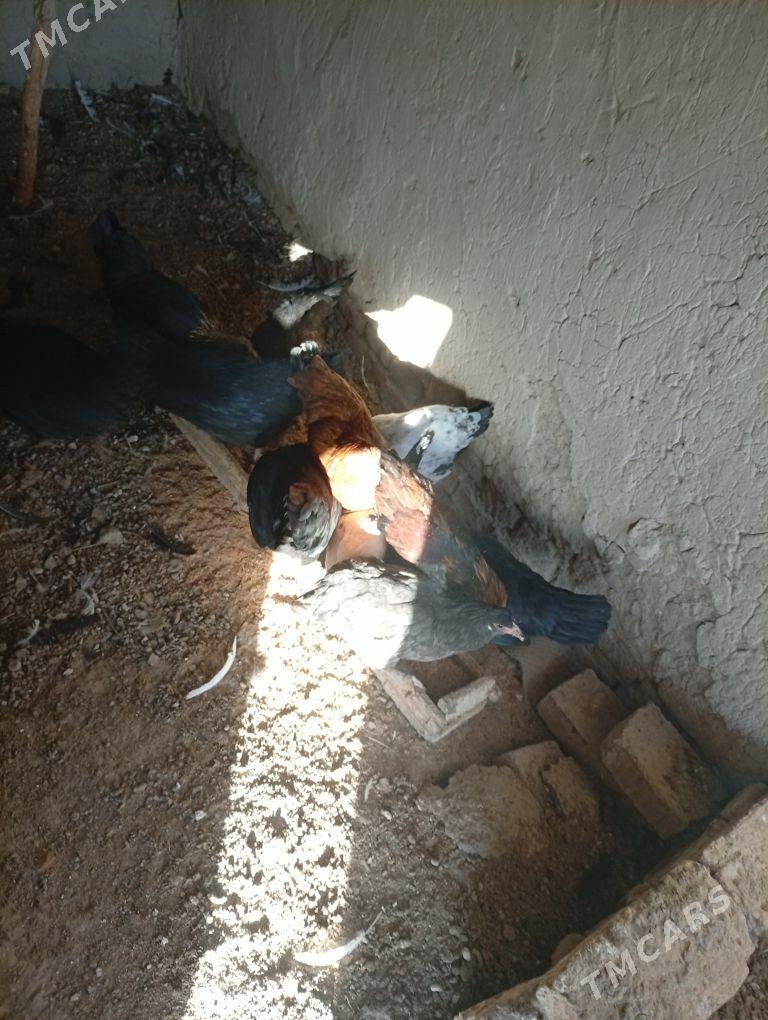 towuklar - Мургап - img 1