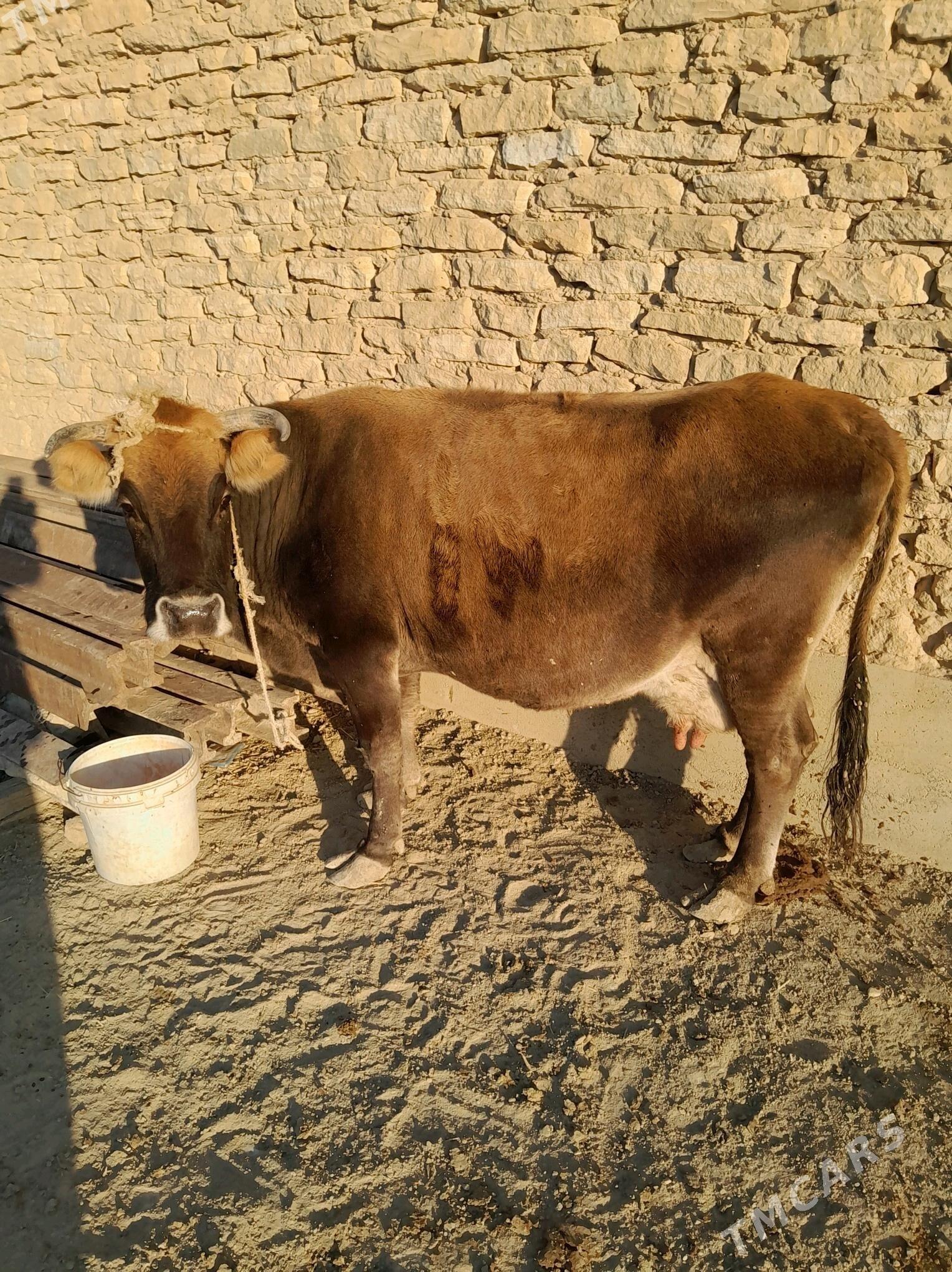 Goleli sygyr - Gyzylarbat - img 2