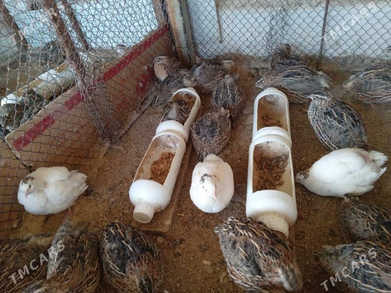 bedene - Тязе заман - img 5