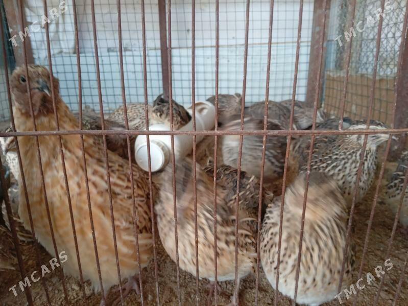 bedene - Тязе заман - img 8