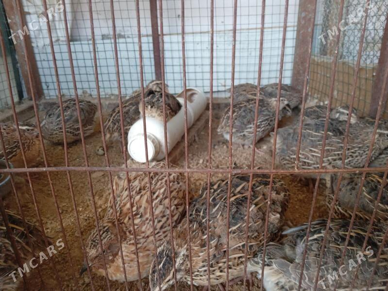 bedene - Тязе заман - img 7