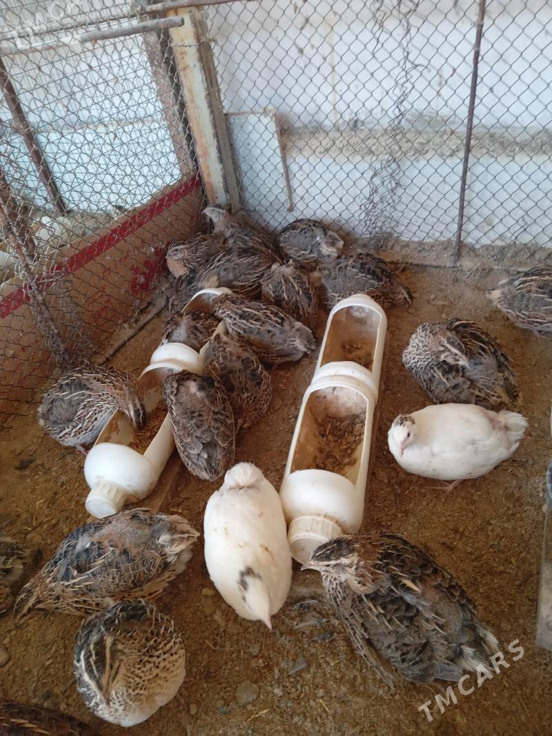 bedene - Тязе заман - img 4