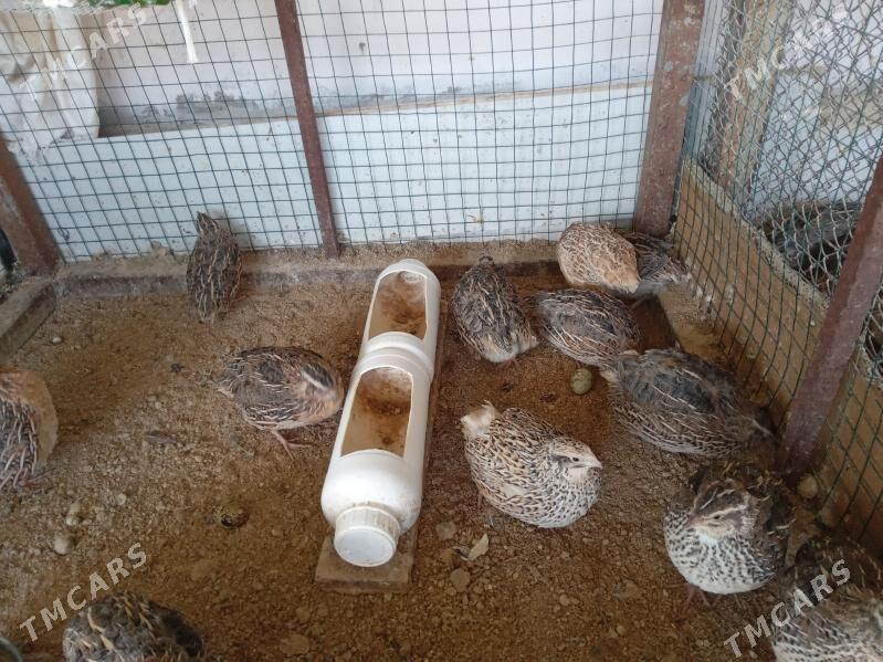 bedene - Тязе заман - img 2