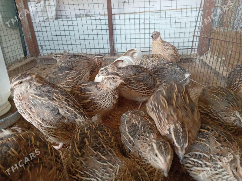 bedene - Тязе заман - img 6