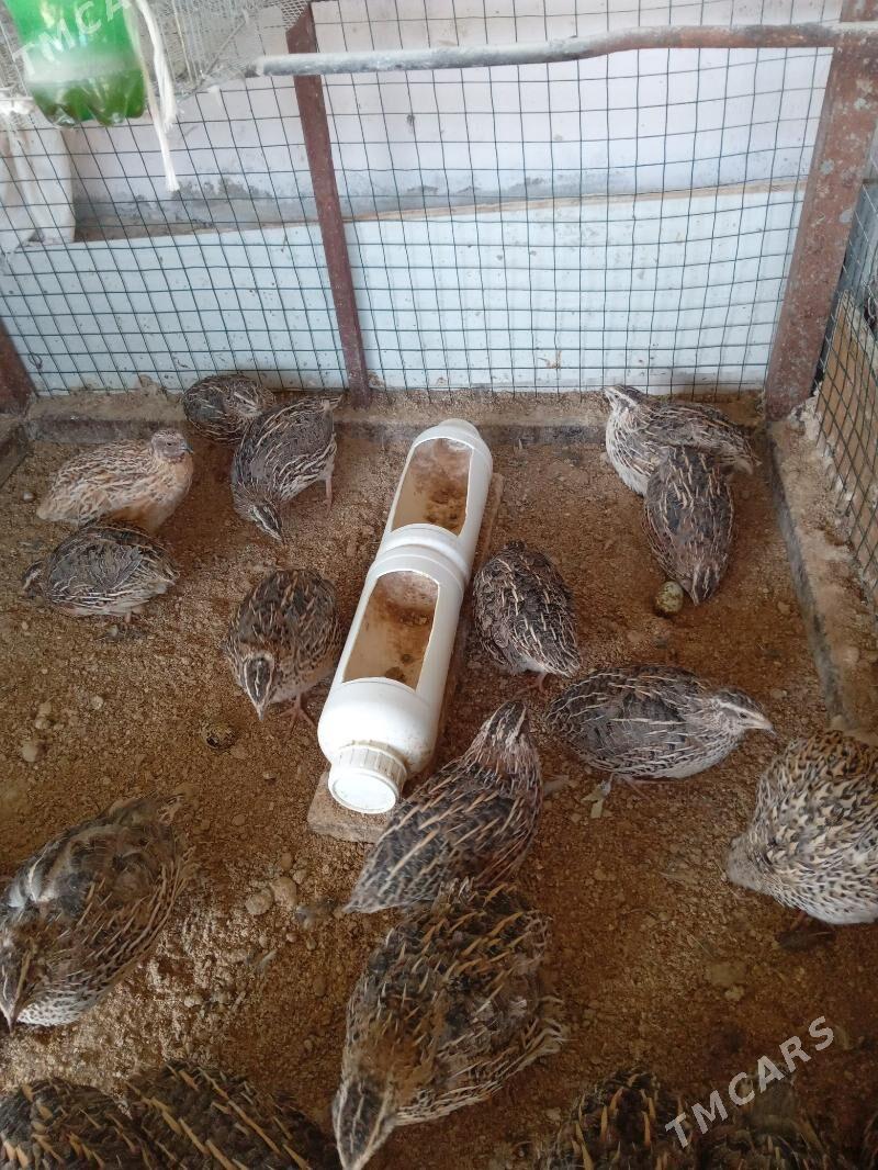 bedene - Тязе заман - img 3