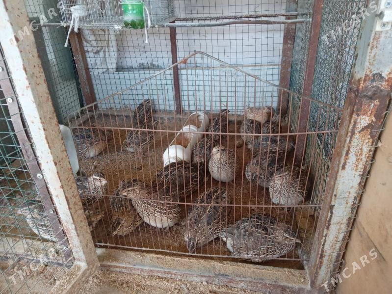 bedene - Тязе заман - img 1