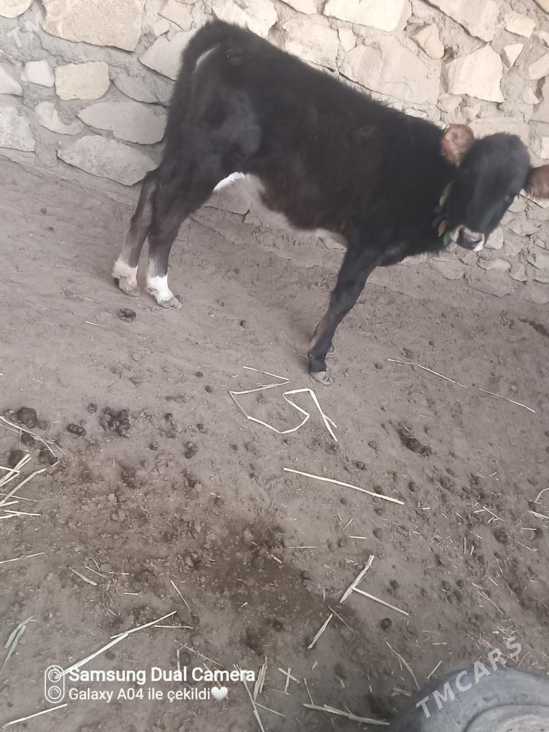 tana - Эсенгулы - img 2