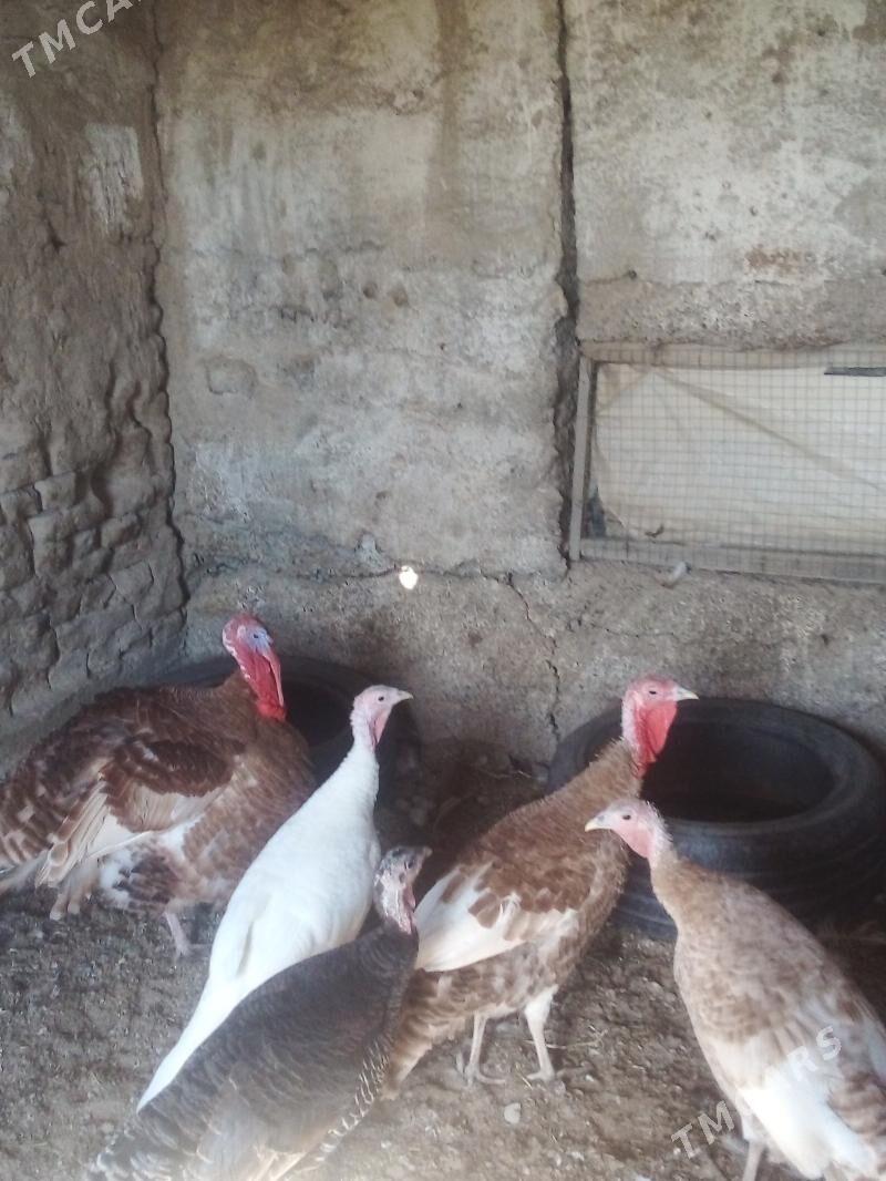 Induk - Бузмеин - img 2