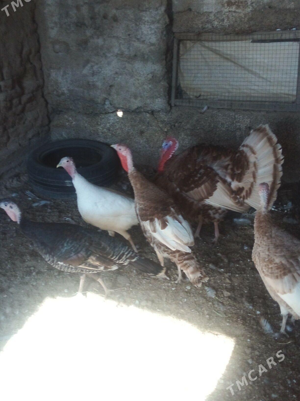 Induk - Бузмеин - img 3