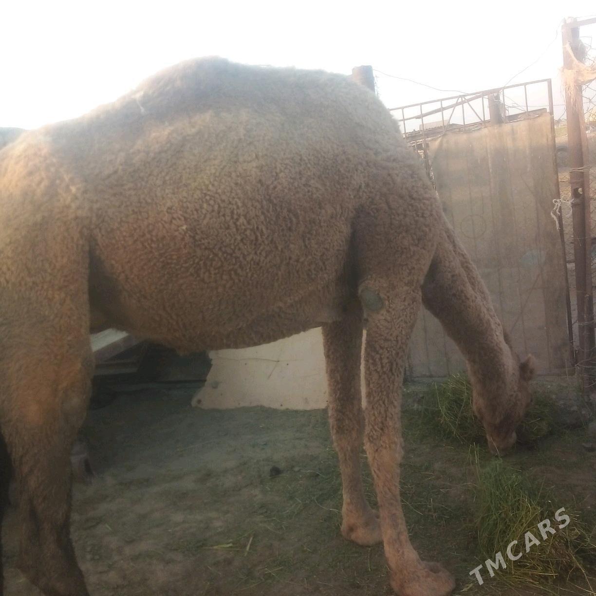 duye - Эсенгулы - img 2