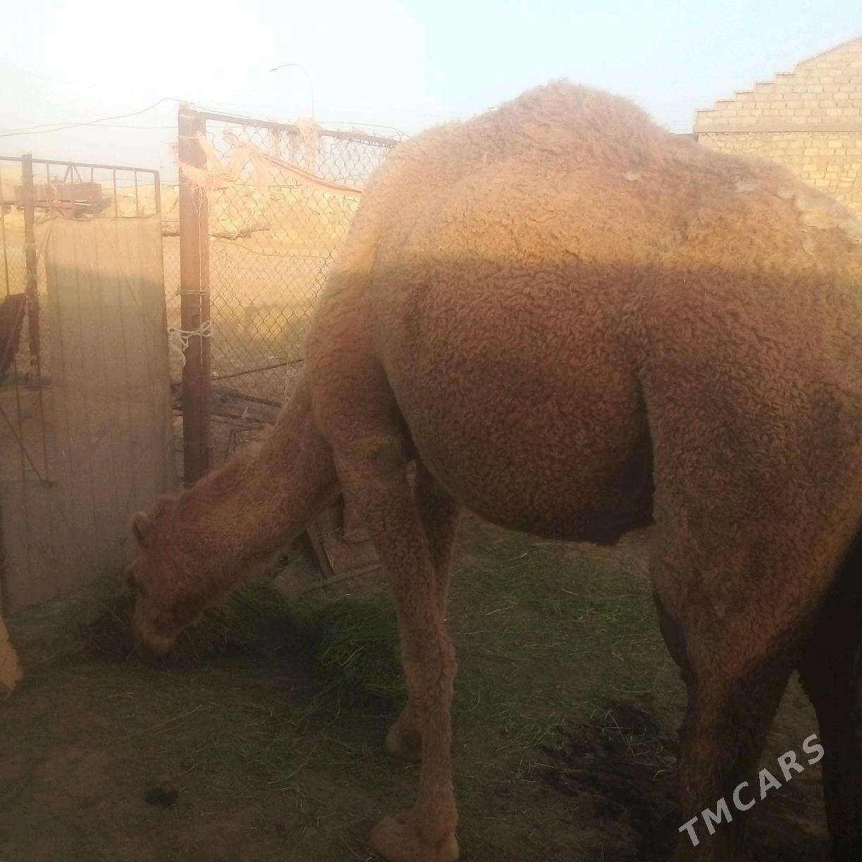 duye - Эсенгулы - img 3