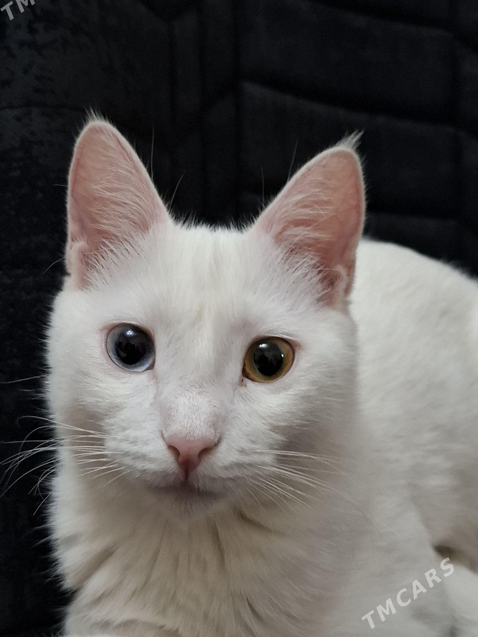 кошки - Aşgabat - img 2