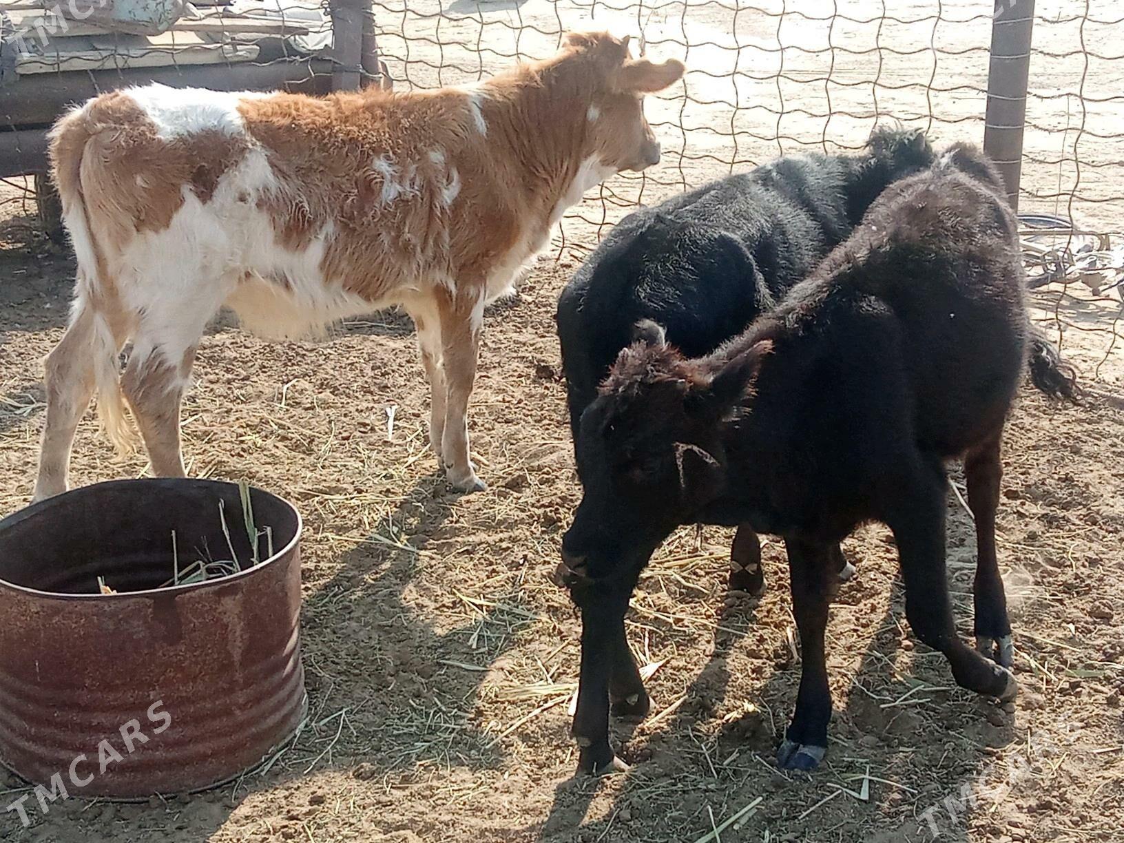 tana - Эсенгулы - img 2