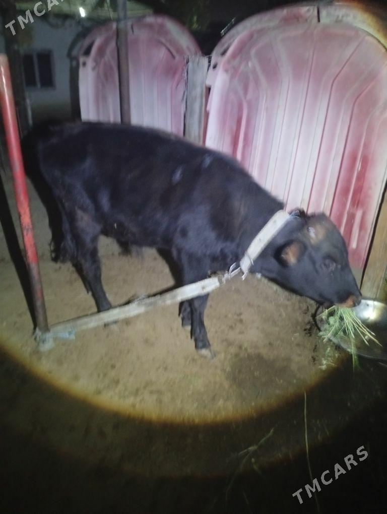 okuz - Бахарден - img 2