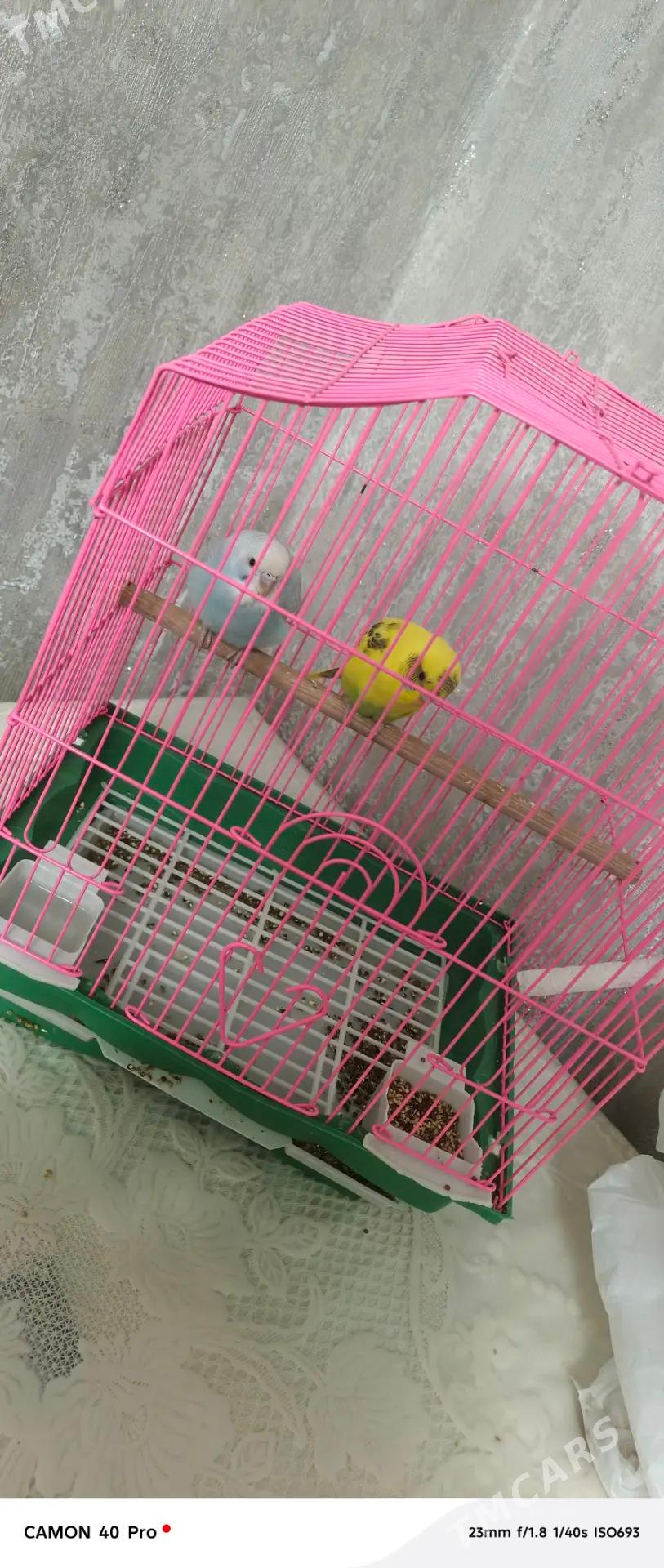 Popugaý - Ашхабад - img 2