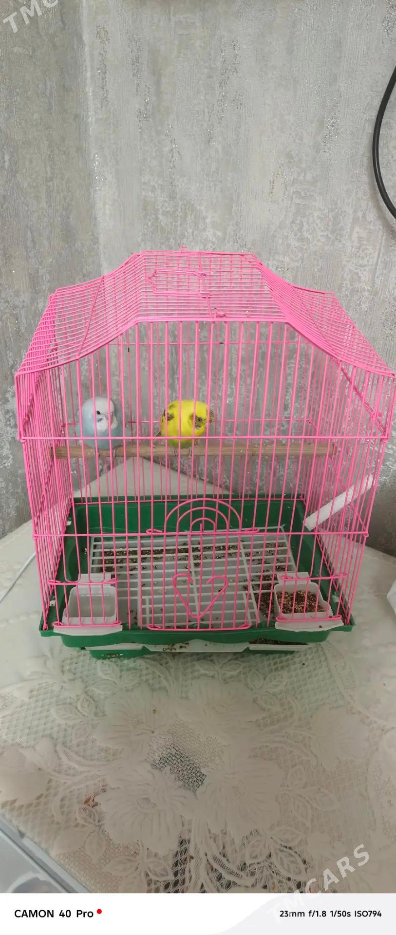 Popugaý - Ашхабад - img 1