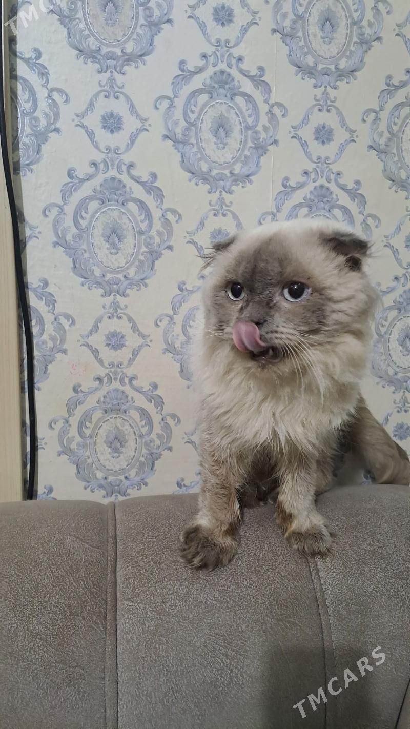 кот шотландские - Aşgabat - img 2