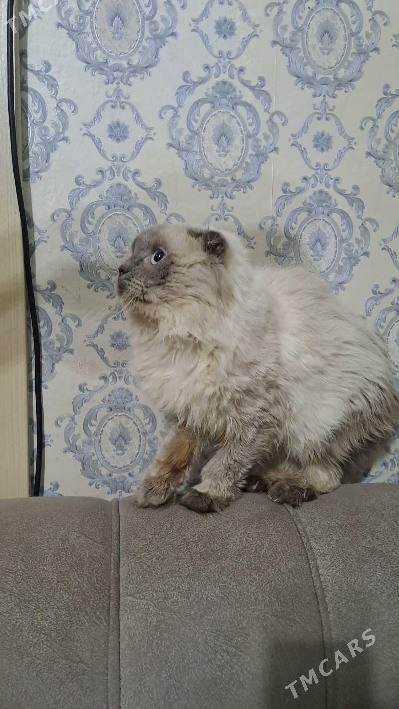 кот шотландские - Aşgabat - img 3